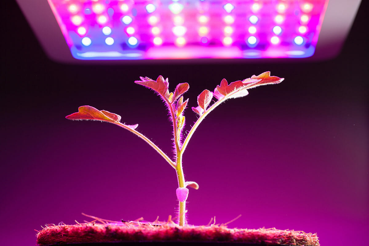 Grow-Lights-For-Indoor-Plants-Gardening-1200x800